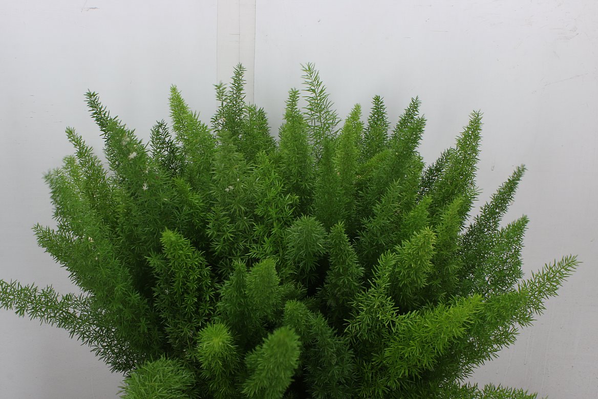 Asparagus Densiflorus Myers 50cm