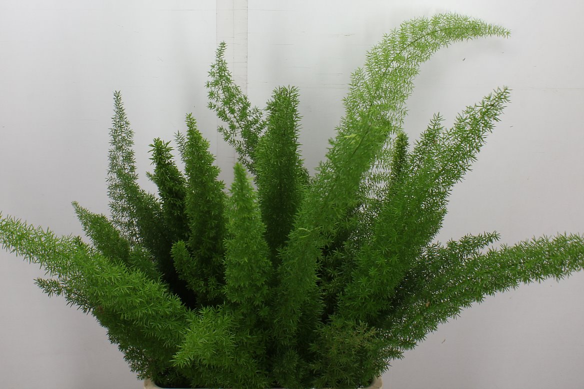 Asparagus Densiflorus Myers 60cm