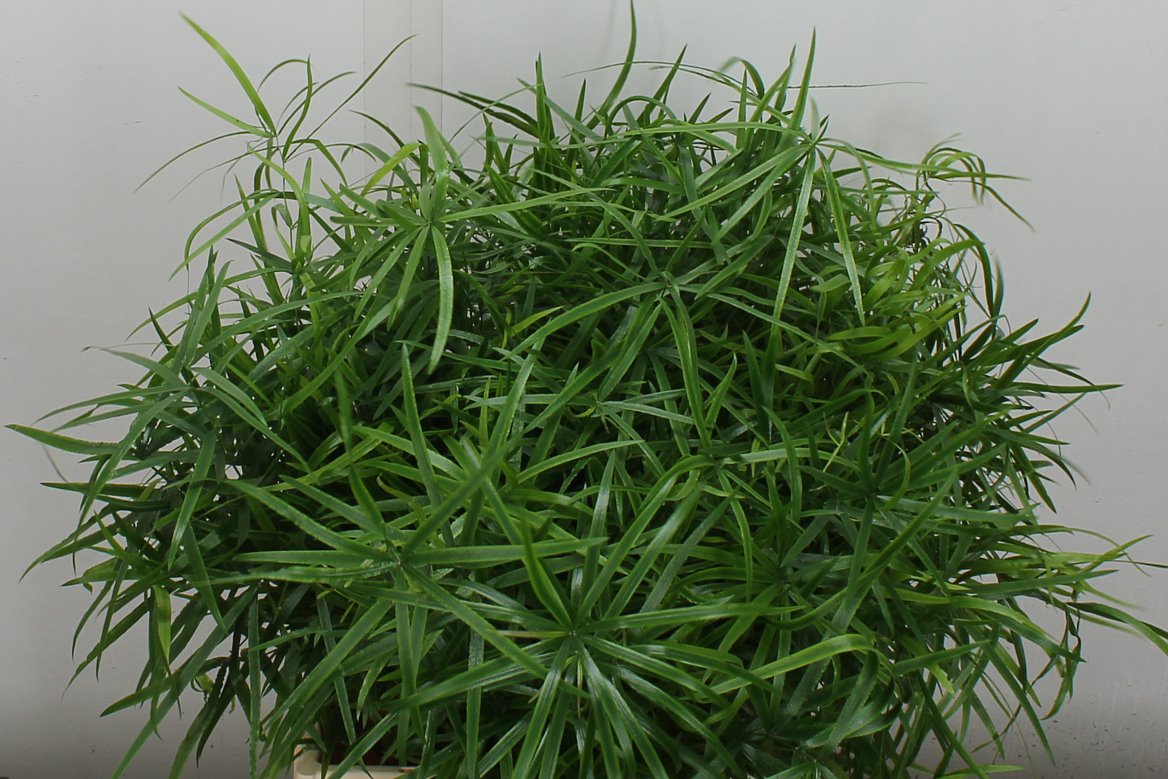 Asparagus Falcatus 45cm