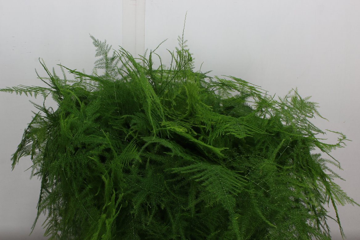 Asparagus Setaceus 45cm
