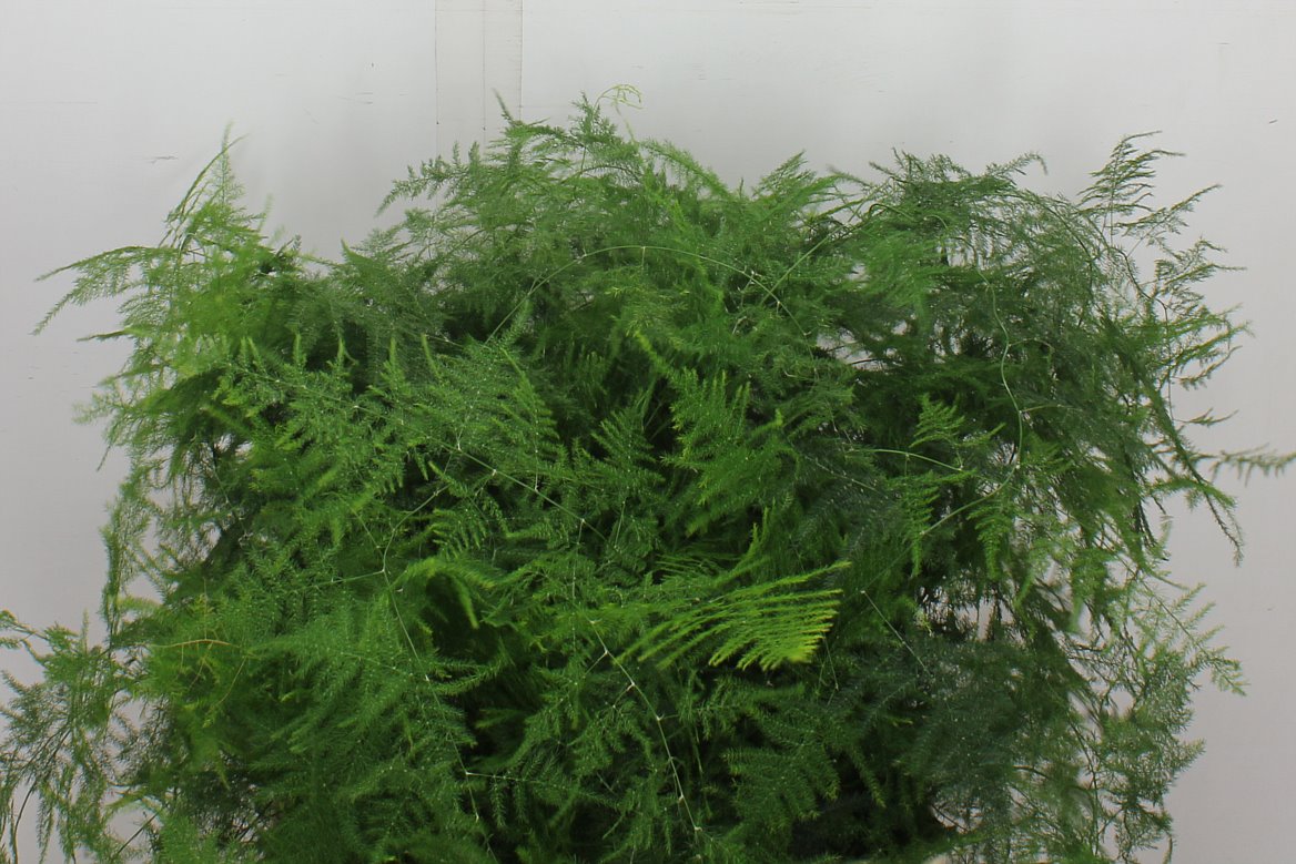 Asparagus Setaceus 65cm