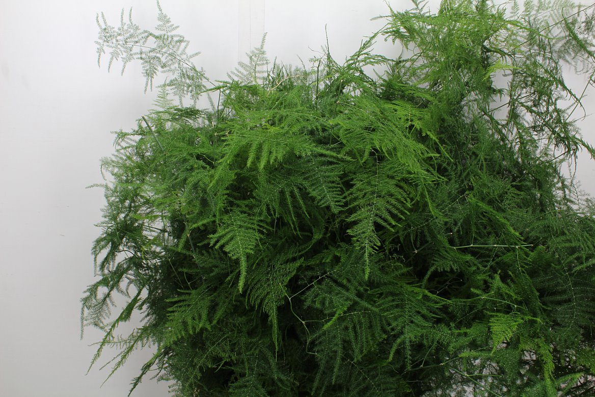 Asparagus Setaceus 85cm