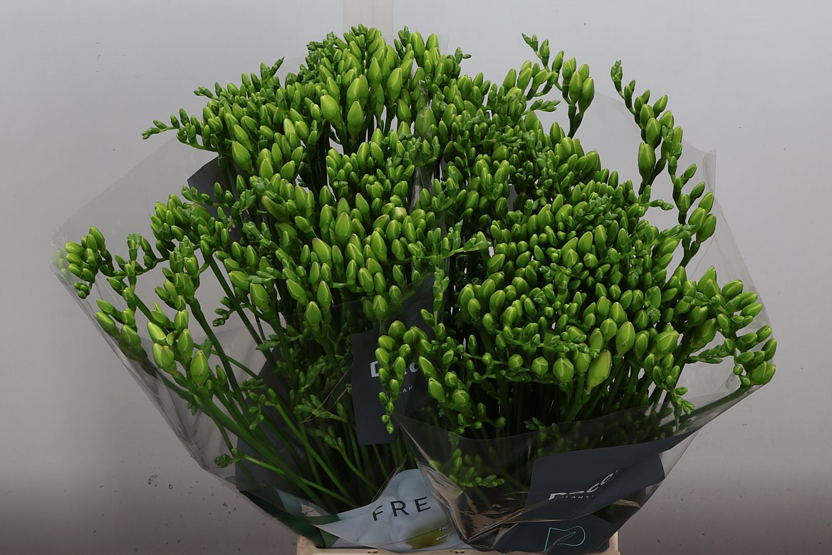 Freesia Double Versailles 50cm 20gr.