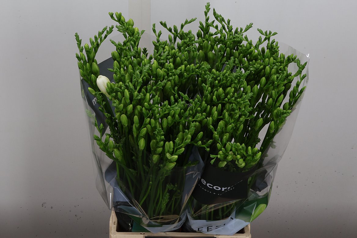 Freesia Double Versailles 50cm 20gr.