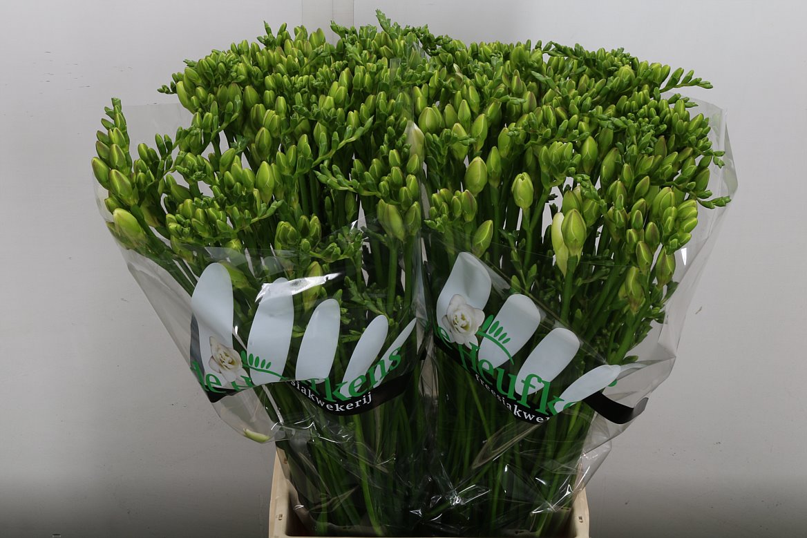 Freesia Double Versailles 50cm 25gr.