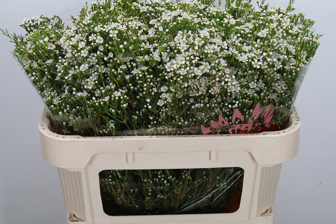 Chamelaucium Pearl Buttons 70cm 90gr.