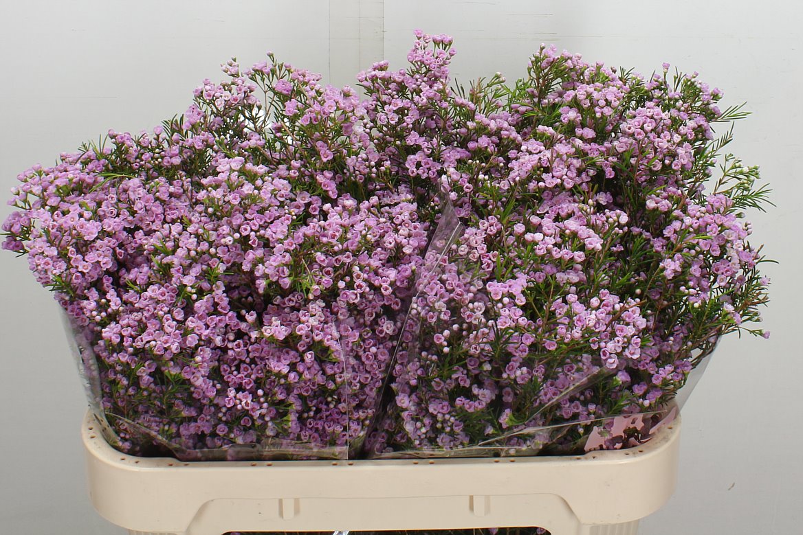 Chamelaucium Pirouette 70cm 55gr.