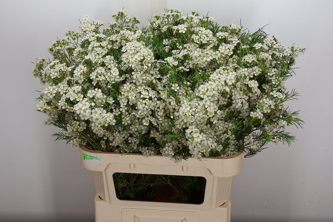 Chamelaucium Grace 80cm 55gr.