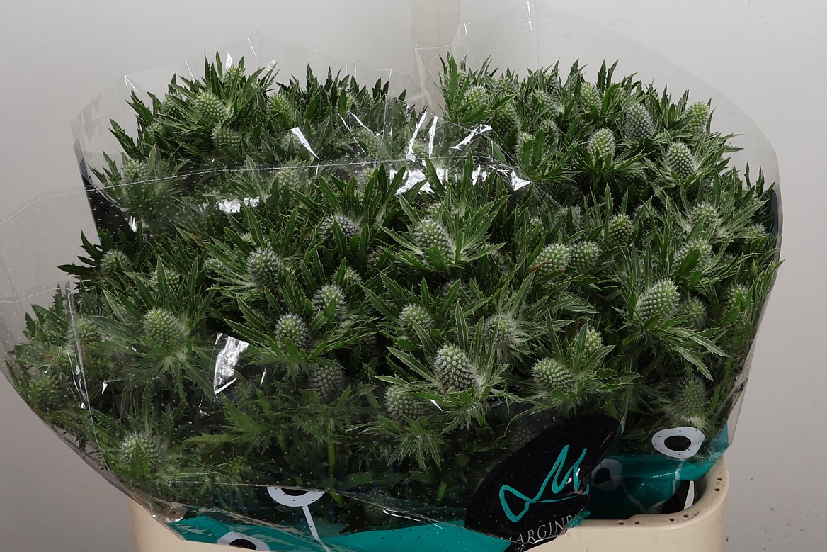 Eryngium Sirius Questar 70cm