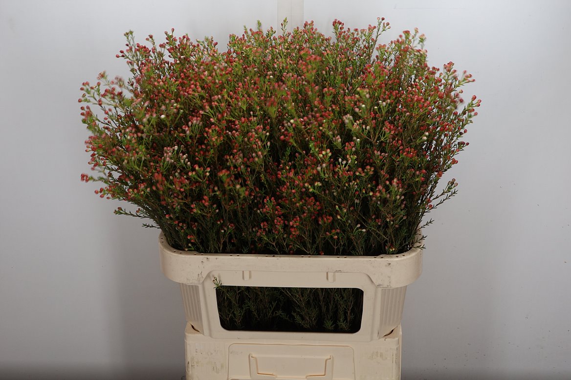 Chamelaucium Blondie 80cm 35gr.