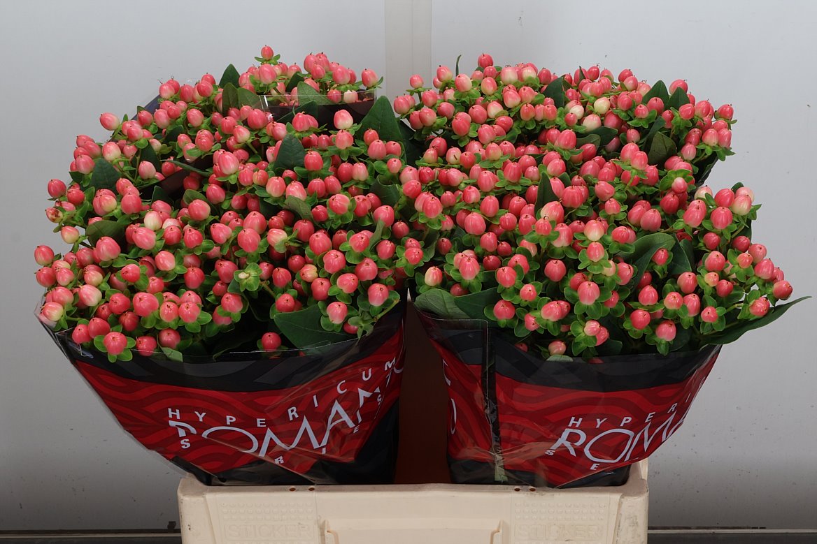 Hypericum Sweet Romance 60cm