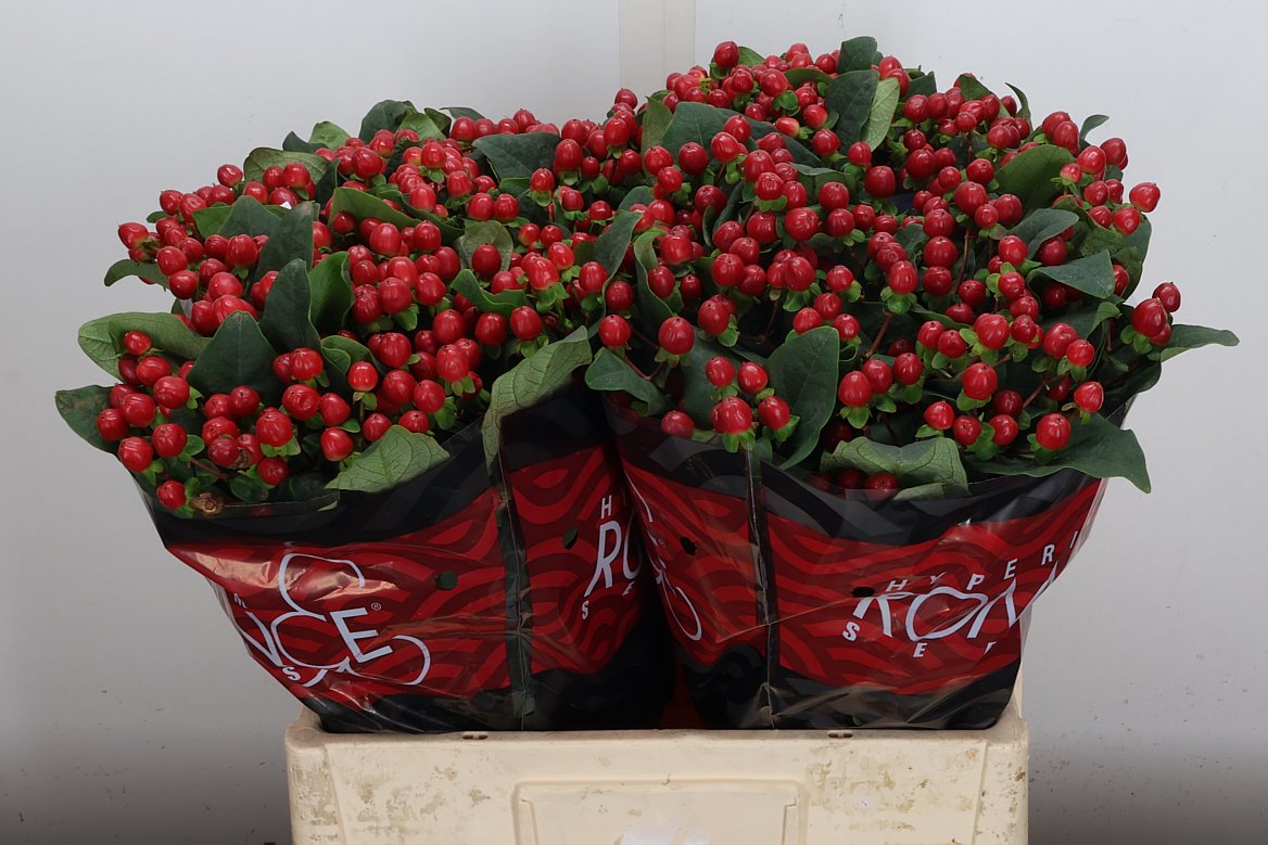 Hypericum True Romance 60cm