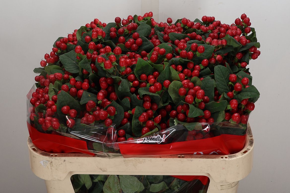 Hypericum True Romance 70cm