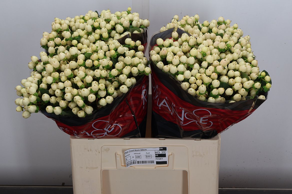 Hypericum Cool Romance 60cm