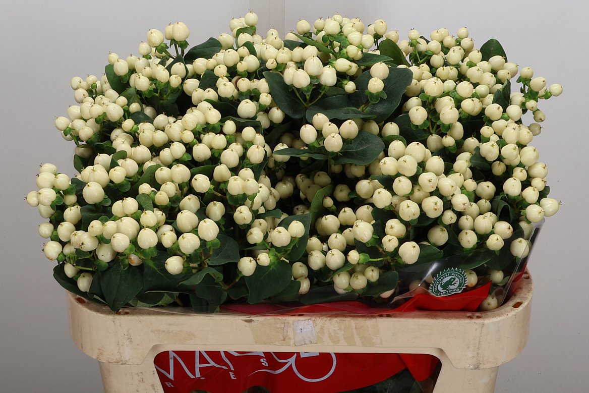 Hypericum Cool Romance 70cm