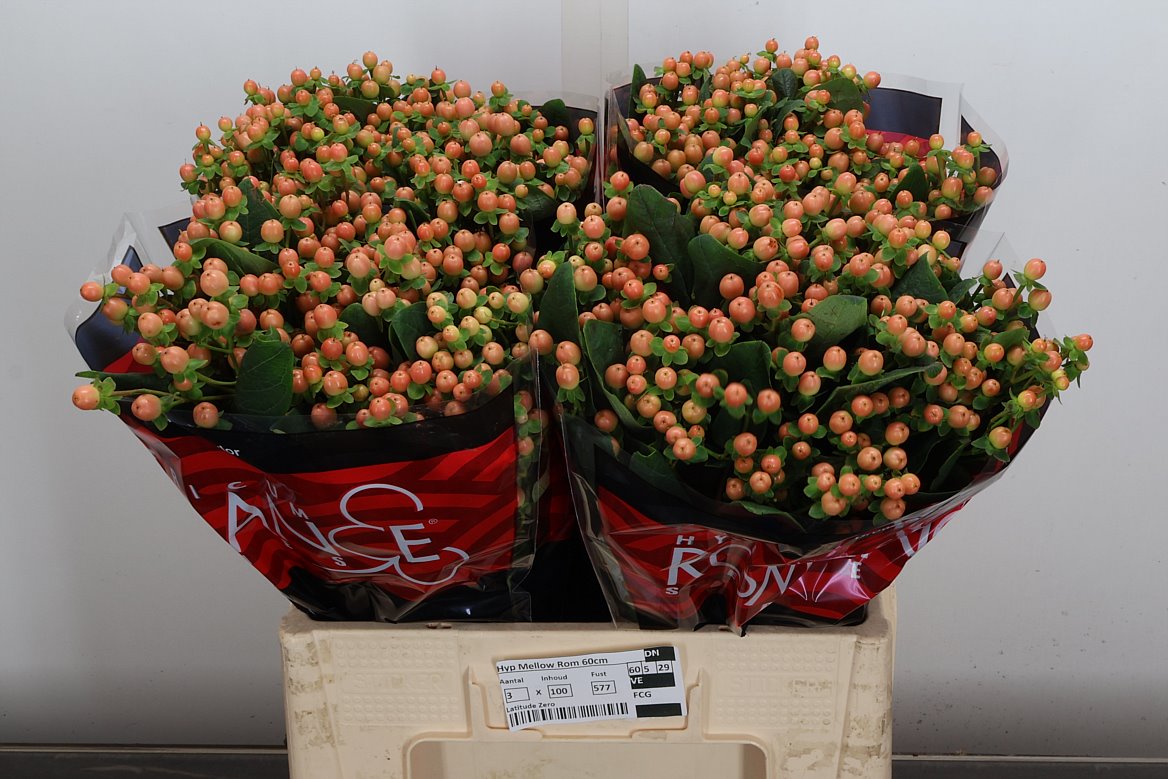 Hypericum Mellow Romance 60cm