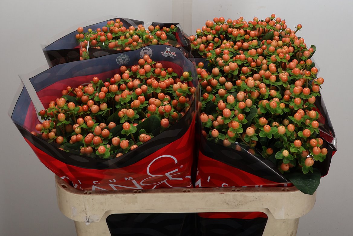 Hypericum Mellow Romance 70cm