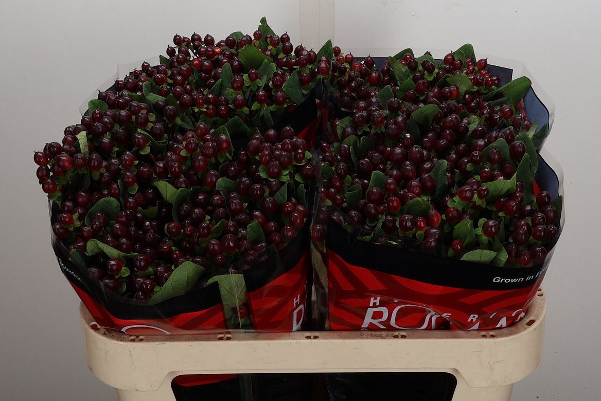 Hypericum Rocky Romance 70cm