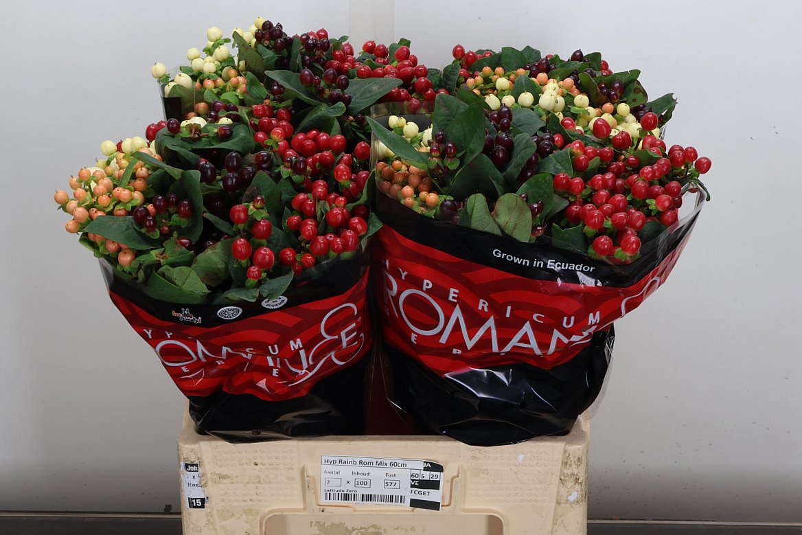 Hypericum Big Red Spray 60cm