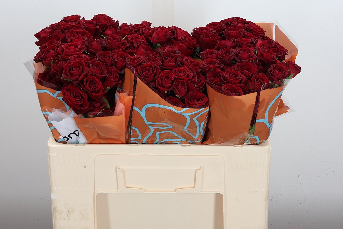 Rosa Spray Rubicon 50cm 5+
