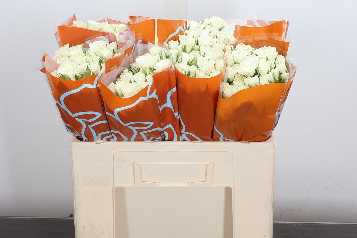Rosa Spray Viviane! 50cm 5+