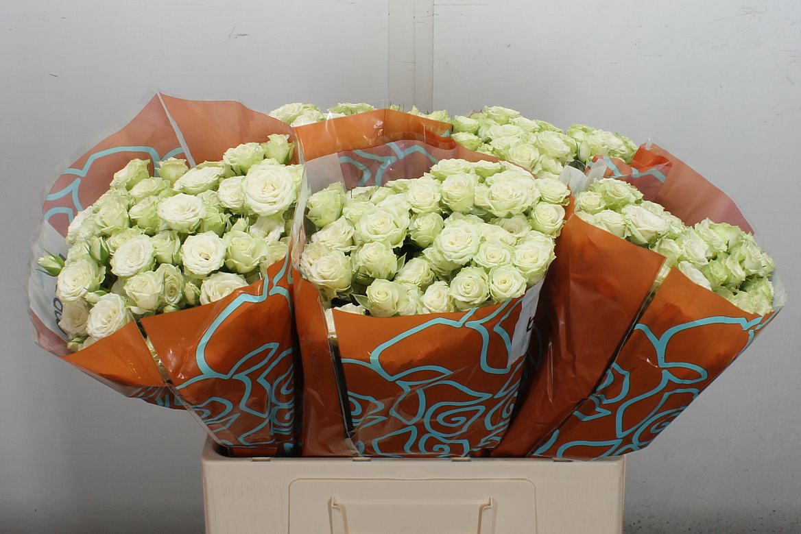 Rosa Spray Green Glow 60cm 6+