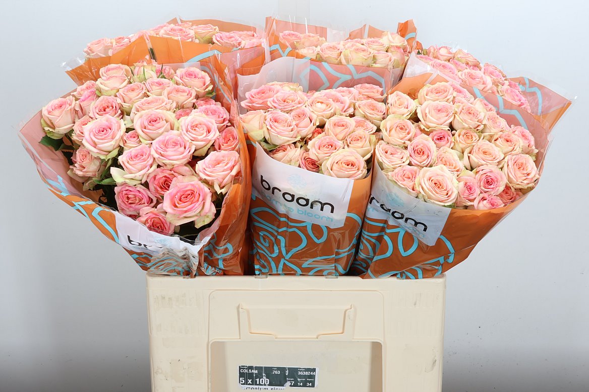 Rosa Spray Azore 60cm 6+