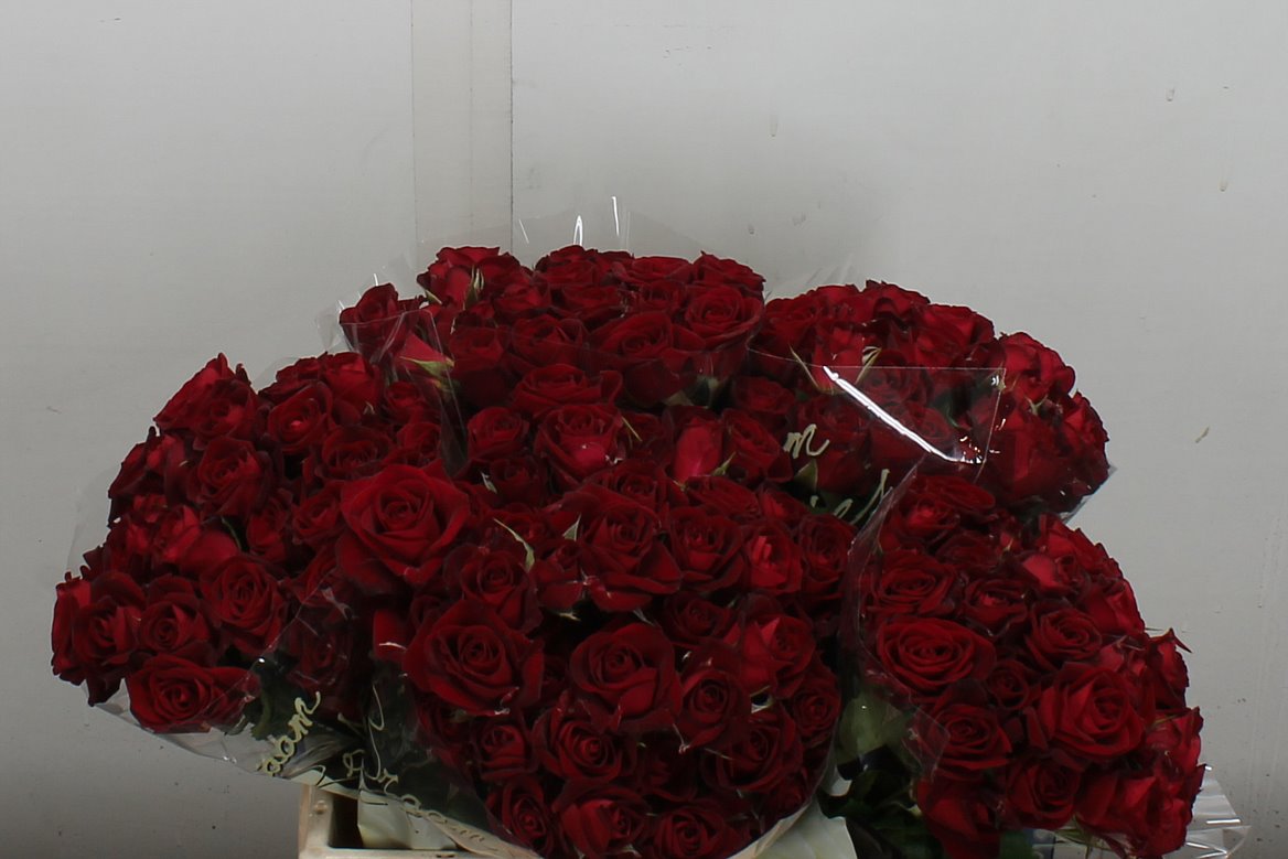 Rosa Spray Dominica 40cm 4+