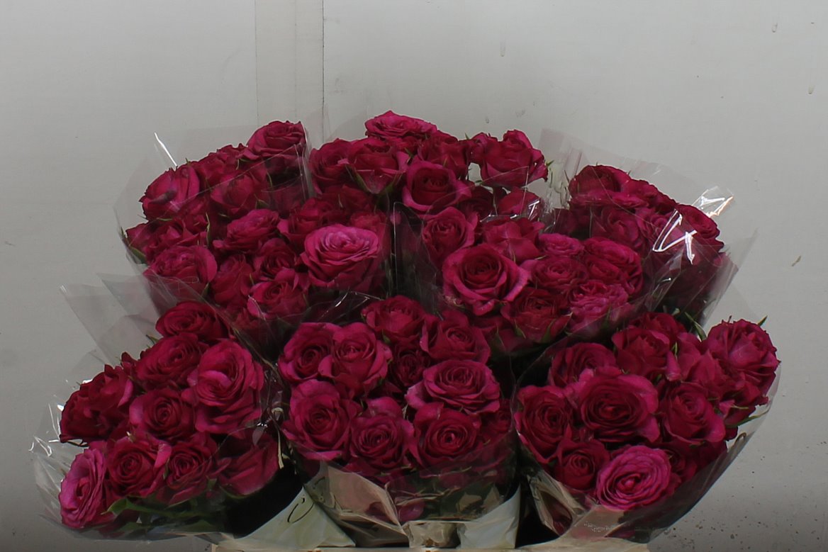 Rosa Spray Cheyenne 40cm 4+