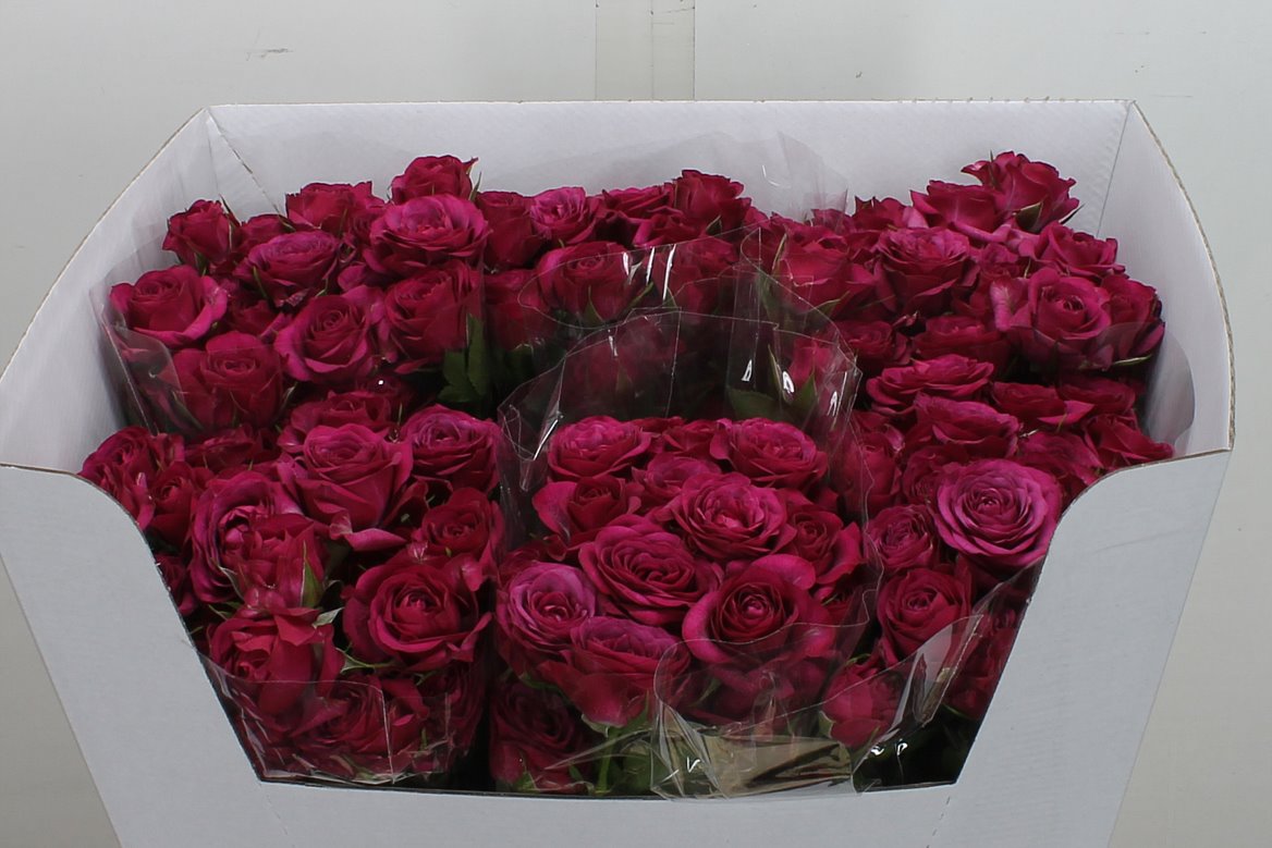 Rosa Spray Cheyenne 60cm 6+