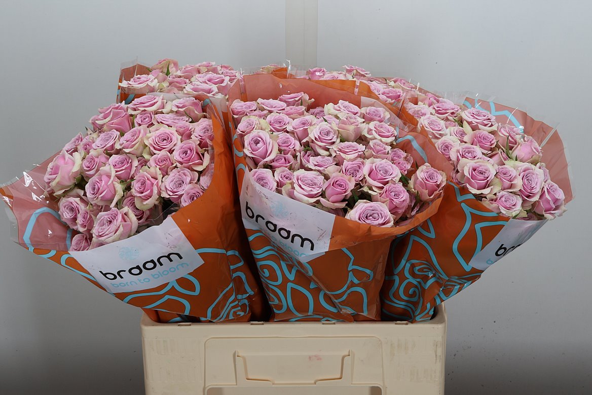 Rosa Spray Leila 60cm 6+