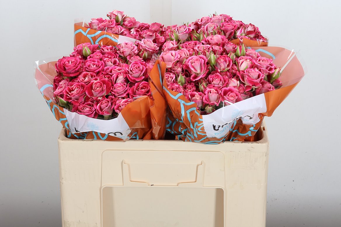 Rosa Spray Flinders Lane 50cm