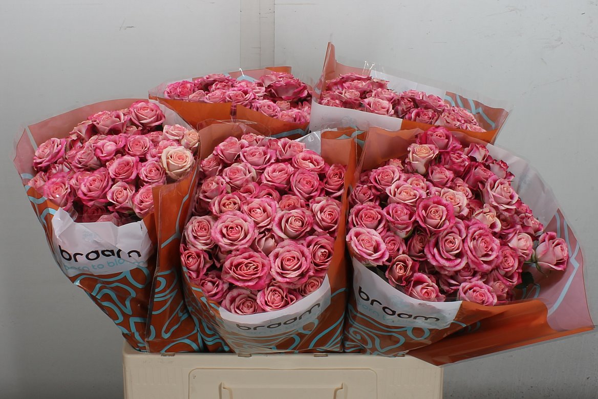 Rosa Spray Flinders Lane 60cm 6+