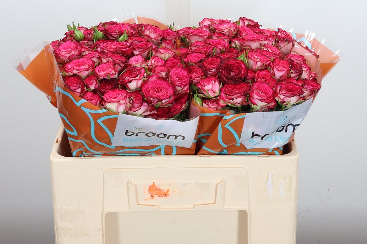 Rosa Spray Vanessa 50cm 5+
