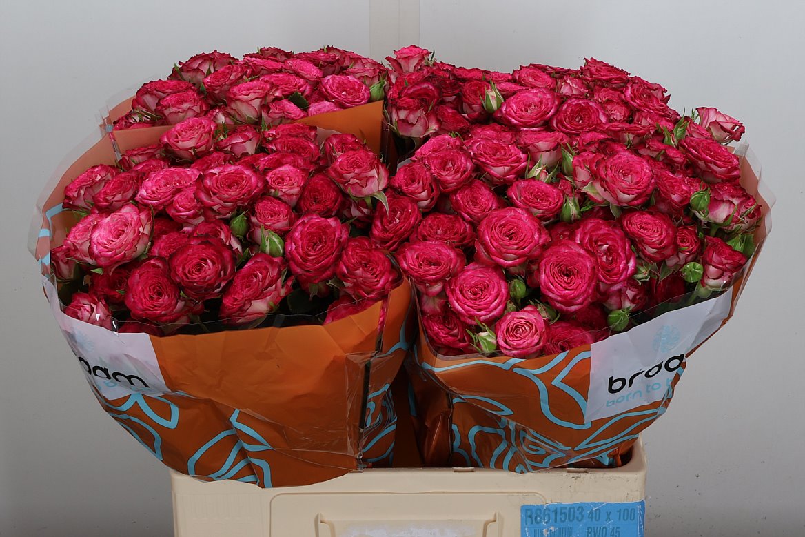 Rosa Spray Vanessa 60cm 6+
