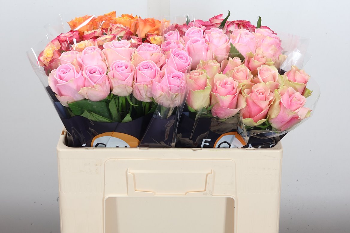Rosa Mixed 50cm