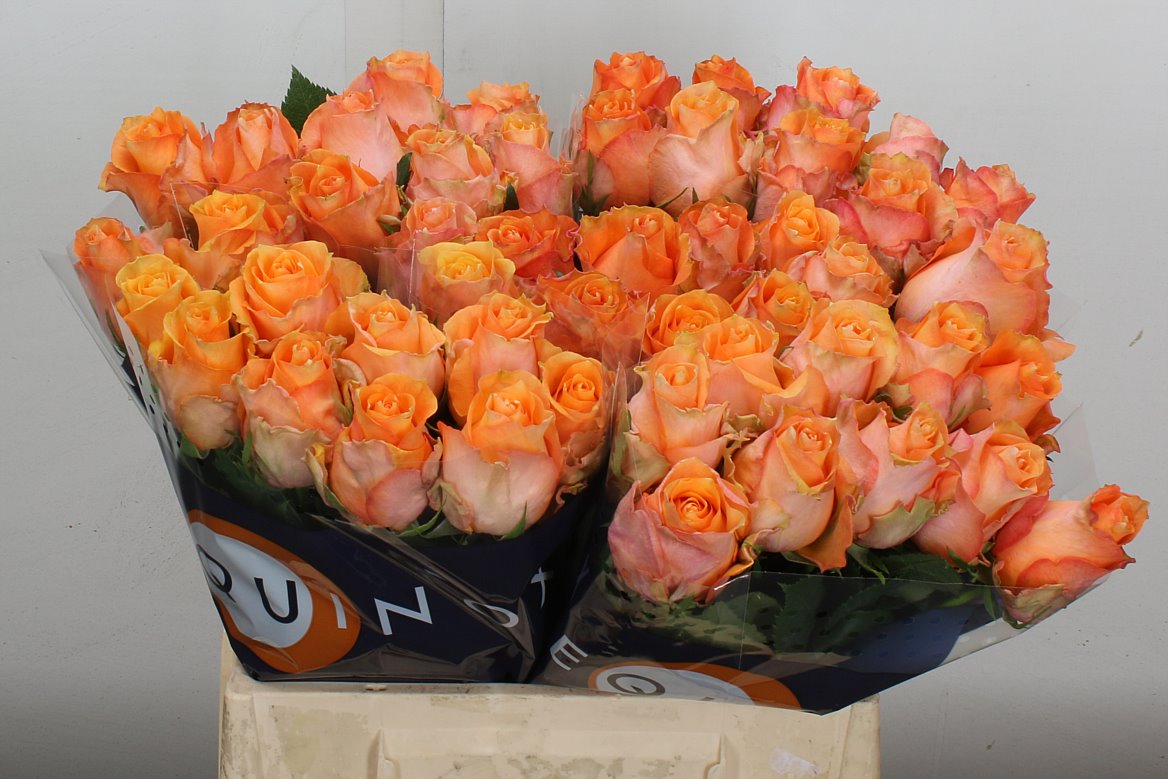 ვარდები