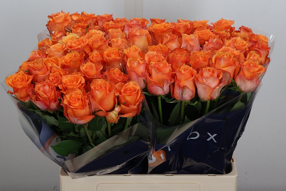 Rosa Twilight@ 60cm