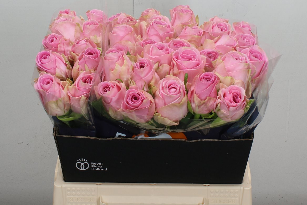 Rosa Heidi! 40cm
