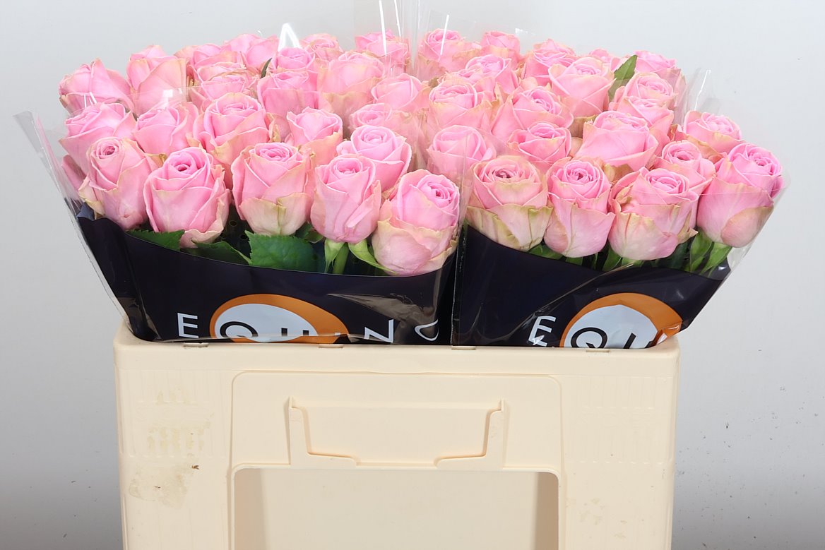 Rosa Heidi! 50cm
