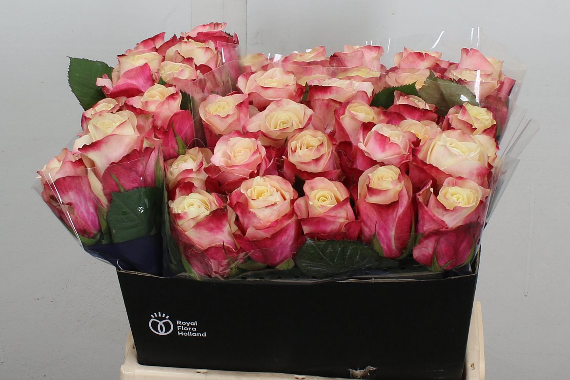 Rosa Marosa 40cm