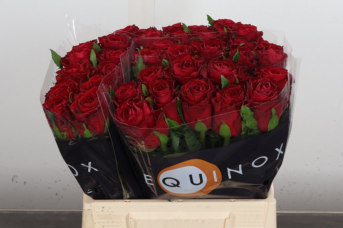 Rosa Madam Red 40cm