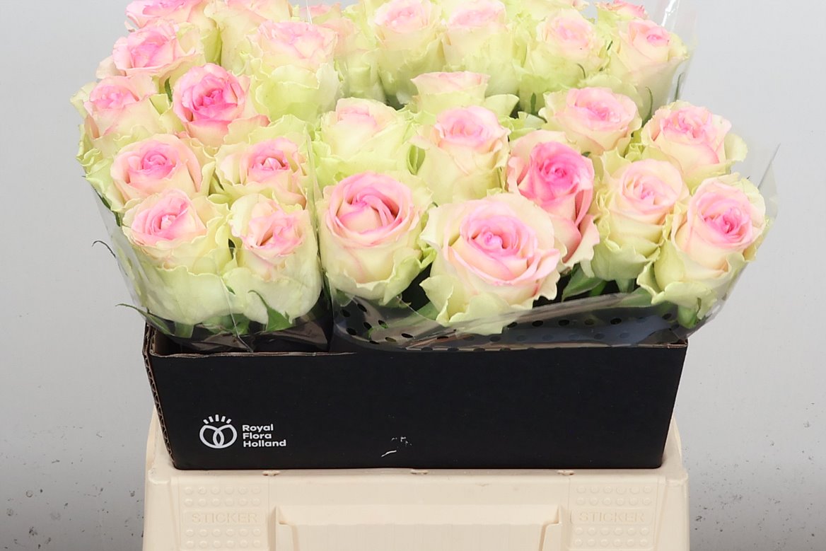 Rosa Pink Journey 40cm