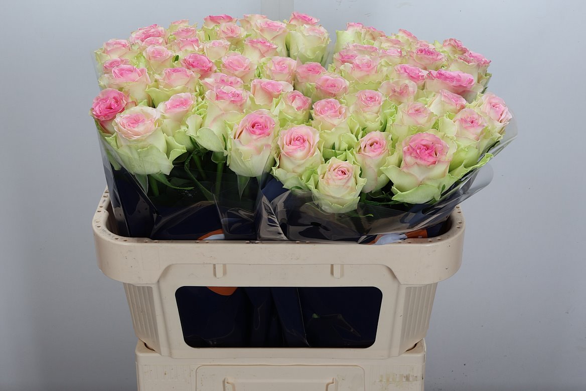 Rosa Pink Journey 70cm