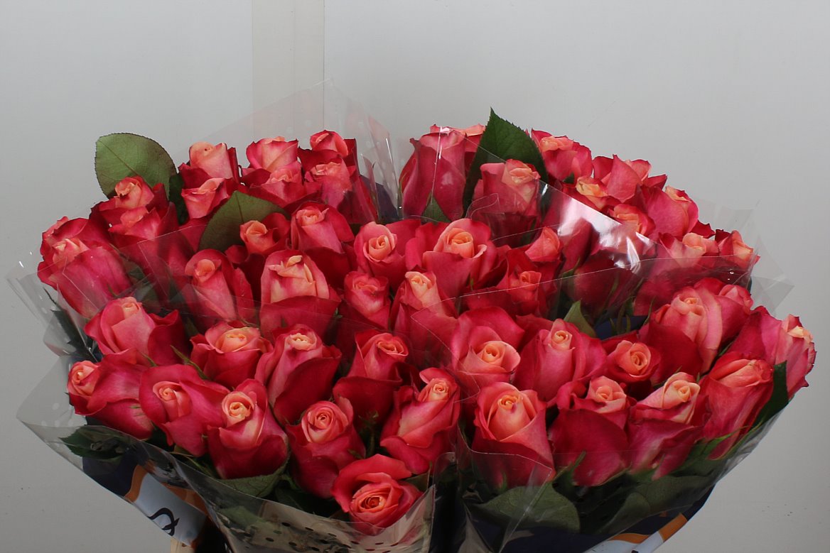 Rosa Helene 40cm