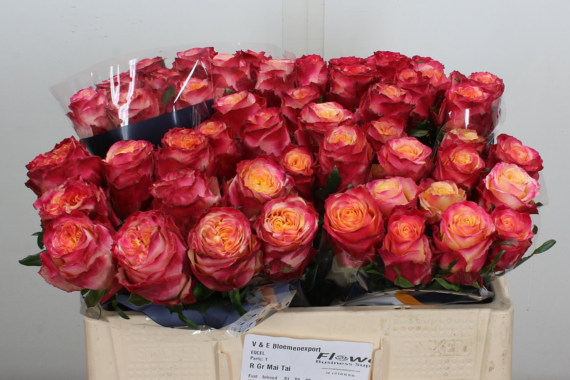 Rosa Mai Tai 50cm
