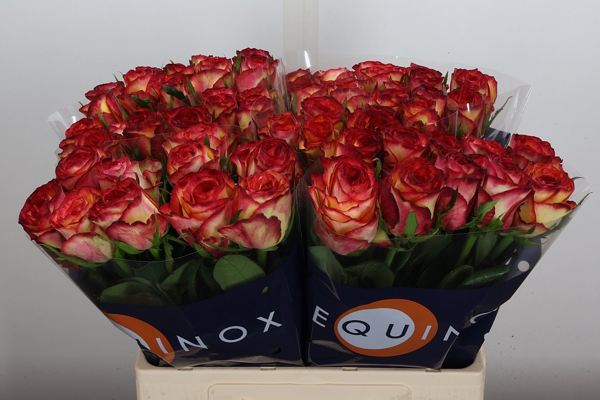 Rosa Tiger 60cm