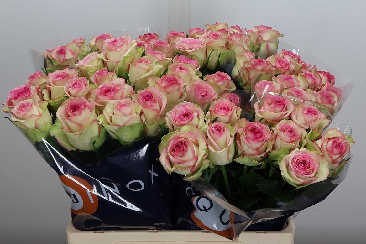 Rosa Bloosz 60cm