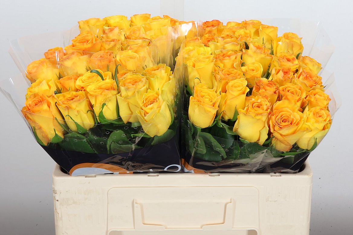 Rosa Trinidad 50cm