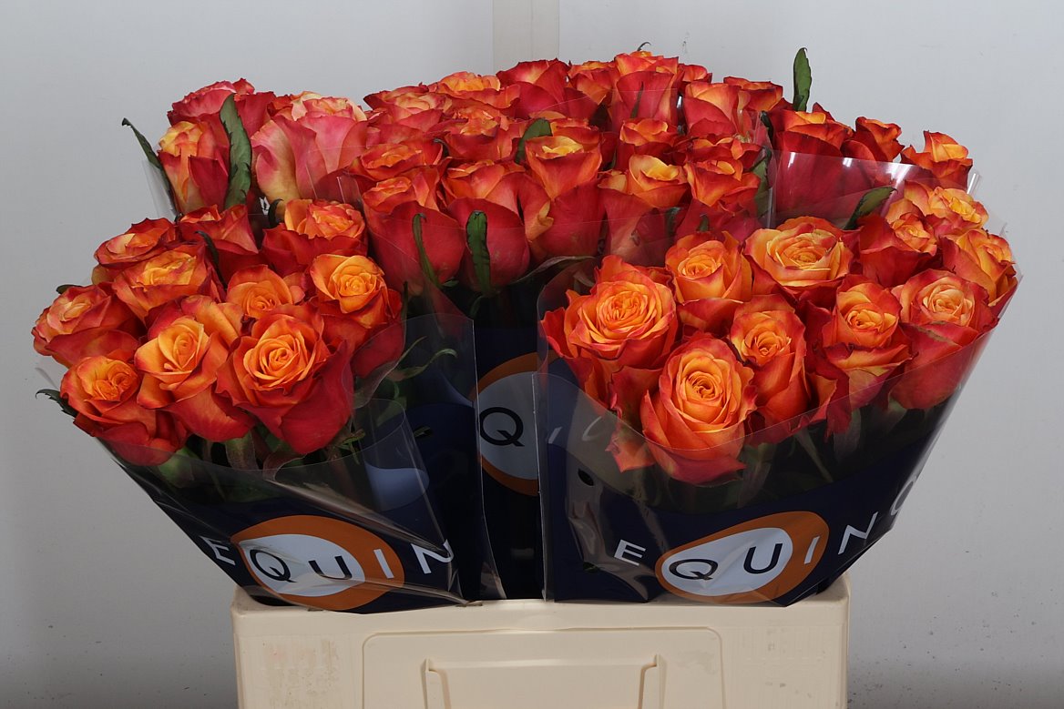 Rosa Fire Fly 60cm